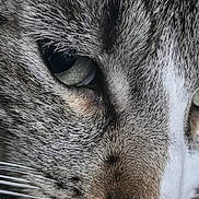 Ginkgo participe au concours pour gagner de l'argent avec cette photo : cat, close_up, portrait, animal, feline, fur, whiskers, eye, nose, gray, white, texture, soft_light, indoor, pet, macro, detail, cute, mammal, face
