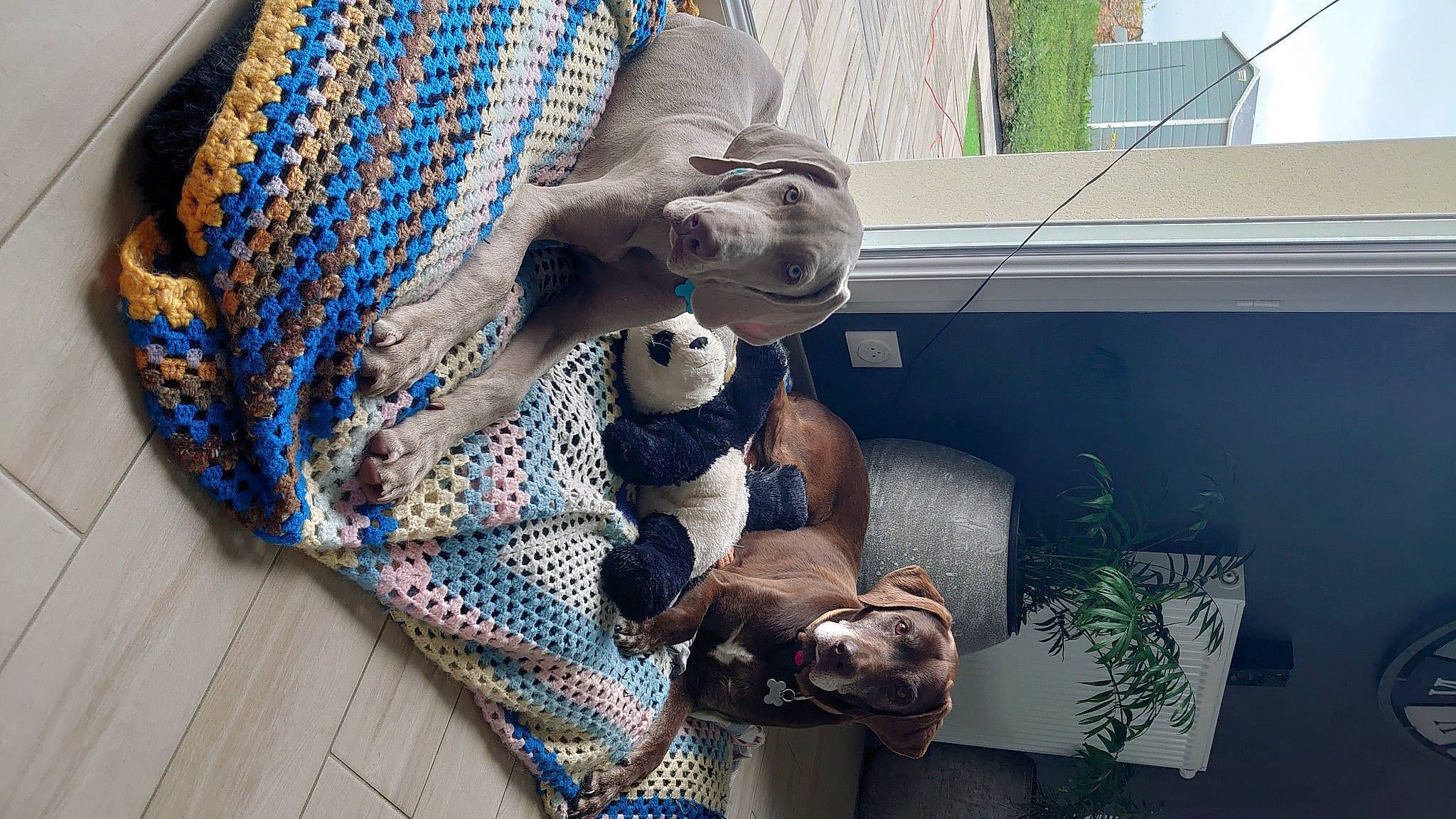 Eben a rejoint le concours — aidez-le/la à gagner de superbes lots ! animation, art, baby_products, canidae, companion_dog, electric_blue, fawn, fictional_character, flowerpot, fun, fur, grass, houseplant, leisure, pattern, plant, sporting_group, textile, vacation, working_animal