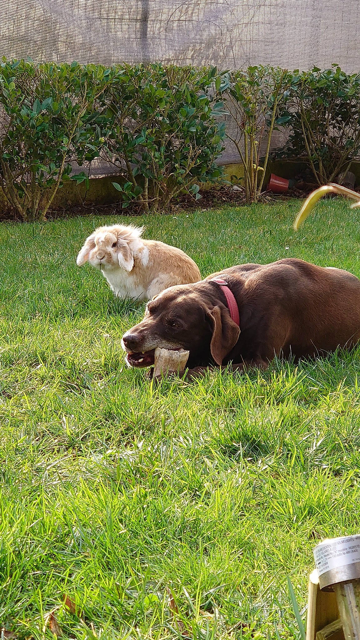 Eben participe au concours pour gagner de l'argent avec cette photo : canidae, carnivore, companion_dog, dog, dog_breed, fawn, grass, grassland, groundcover, gun_dog, herb, liver, pasture, plant, pointing_breed, sporting_group, tail, terrestrial_animal, wildlife, working_animal