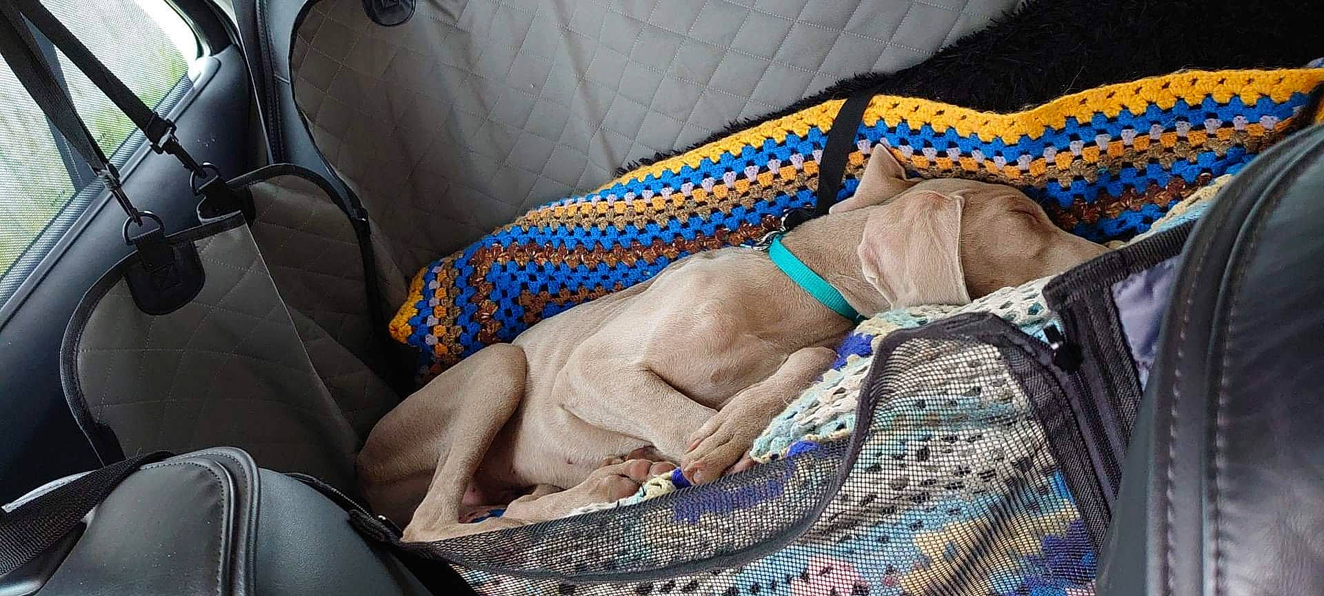 Shadow a rejoint le concours — aidez-le/la à gagner de superbes lots ! art, auto_part, bedding, car_seat, car_seat_cover, carnivore, child, comfort, companion_dog, couch, dog, electric_blue, fawn, human_leg, linens, motor_vehicle, pattern, sitting, textile, vehicle_door