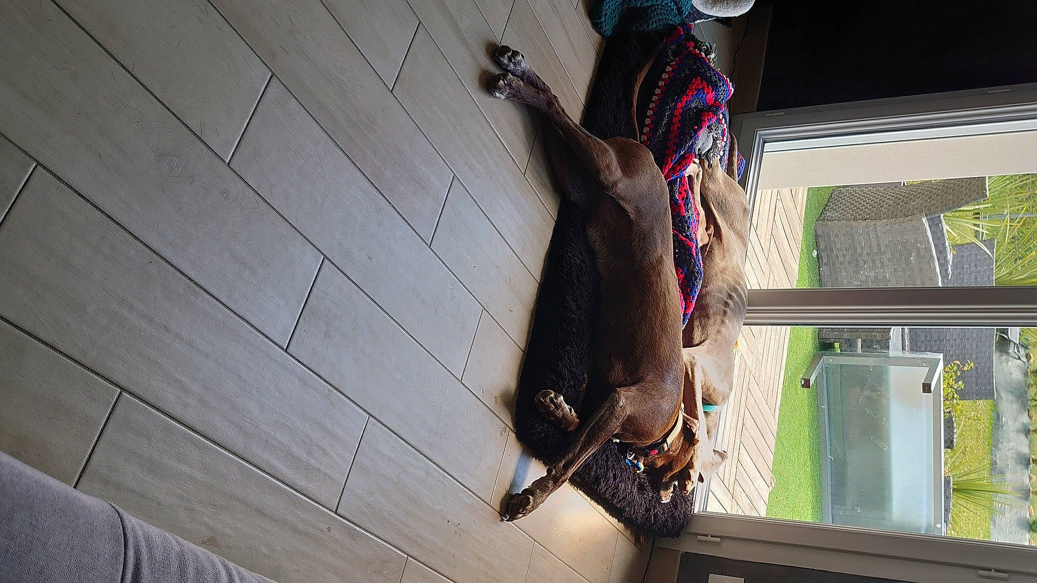 Shadow a rejoint le concours — aidez-le/la à gagner de superbes lots ! ceiling, electrical_supply, electrical_wiring, facade, fawn, flooring, fur, hardwood, house, leash, pattern, room, shadow, sporting_group, tail, tints_and_shades, waist, window, window_covering, wood