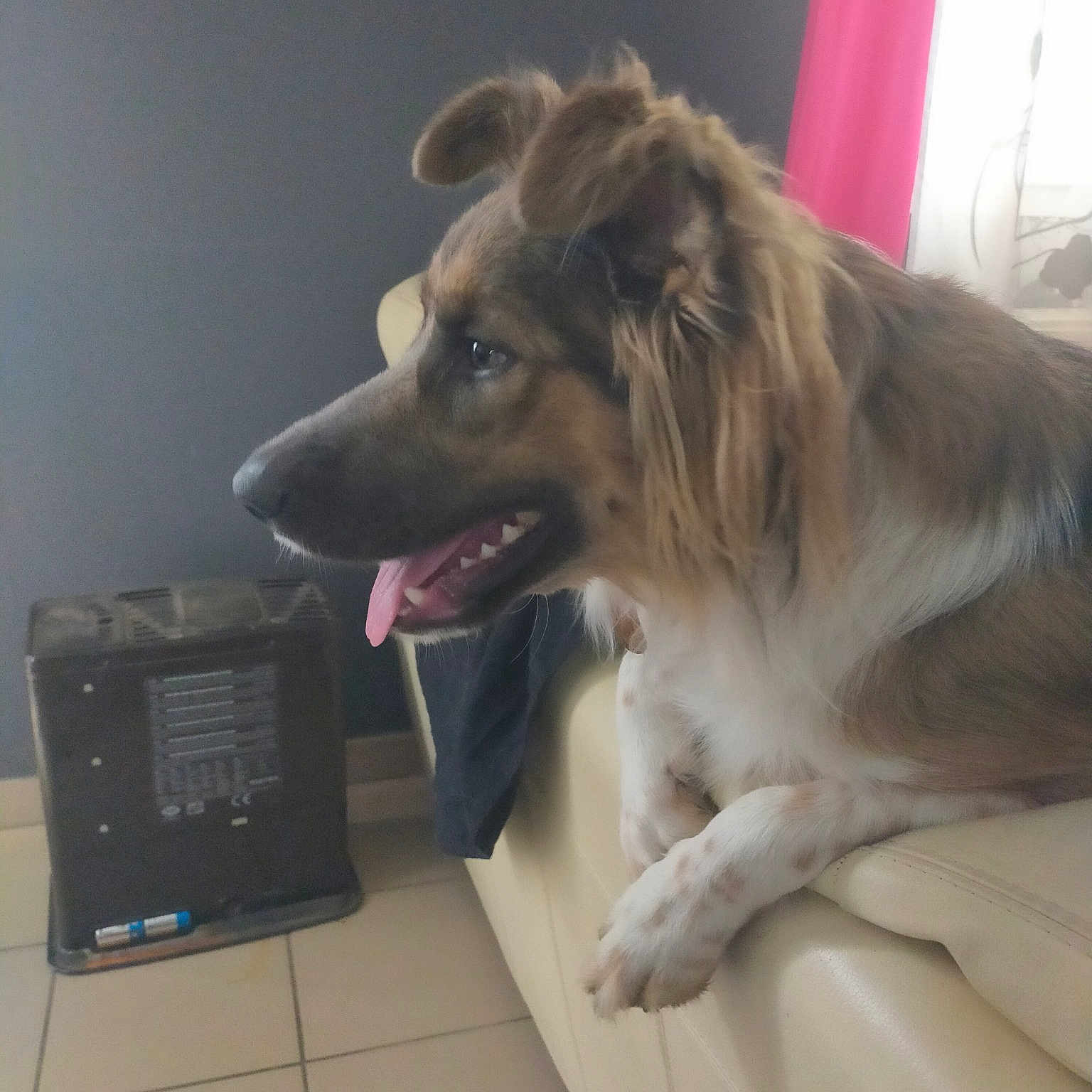 Radjah a rejoint le concours — aidez-le/la à gagner de superbes lots ! canidae, carnivore, companion_dog, curtain, dog, dog_breed, fang, fawn, flooring, fur, gas, home_appliance, rough_collie, scotch_collie, silken_windhound, snout, sporting_group, vertebrate, whiskers, working_dog