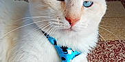 Blanco participe au concours pour gagner de l'argent avec cette photo : cat, white_cat, blue_eyes, tie, blue_tie, patterned_floor, indoor, pet, feline, close_up, fur, whiskers, relaxed, animal, cute, domestic_cat, portrait, laying_down, tie_pattern, floor_tiles
