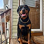 animal, canine, chain, collar, companion, dog, domestic_animal, door, fur, happy, house, outdoor, paw, pet, porch, rottweiler, sitting, smiling, tongue_out, wood
