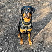 Zeiders is registered to the contest to win money with this photo: alert, animal, black, brown, canine, chain, dirt, dog, ears, fur, gold, ground, looking, outdoor, pet, portrait, rottweiler, shadow, sitting, sunlight