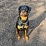 alert, animal, black, brown, canine, chain, dirt, dog, ears, fur, gold, ground, looking, outdoor, pet, portrait, rottweiler, shadow, sitting, sunlight