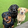 animal, black_dog, brown_dog, canine, collar, cute, dog, friendly, grass, greenery, happy, looking_at_camera, outdoor, pet, playful, portrait, rottweiler, sitting, three_dogs, yellow_dog
