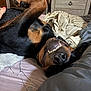 bed, bedroom, black_and_brown, blanket, canine, cozy, dog, fur, furniture, human_hand, indoor, nose, paw, pet, playful, relaxed, rottweiler, sleepy, smiling, teeth
