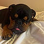 Capone joined the competition — help win amazing prizes! animal, bed, black, brown, canine, close_up, cozy, cute, dog, fur, indoor, napping, paw, pet, relaxed, resting, sleeping, snout, tongue_out, white_sheet