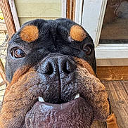 Capone joined the competition — help win amazing prizes! animal, black_fur, brown_fur, canine, close_up, cute, dog, door, floor, friendly, funny, indoors, nose, pet, playful, portrait, snout, teeth, wood, wrinkled_skin