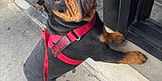 Capone is registered to the contest to win money with this photo: animal, black, brown, building, canine, closeup, curious, dog, door, friendly, harness, leash, looking_up, outdoor, paw, pet, rottweiler, sidewalk, urban, water_bowl