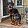Capone