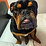Capone joined the competition — help win amazing prizes! animal, bed, blanket, bulldog, closeup, companion, cozy, cute, dog, domestic, ears, expression, fur, indoor, nose, paws, pet, portrait, resting, teeth