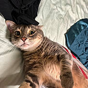 Luca is registered to the contest to win money with this photo: cat, tabby, pet, indoor, bed, fur, whiskers, wide_eyes, curious, playful, fabric, blanket, soft, close_up, animal, cute, resting, domestic, feline, relaxed