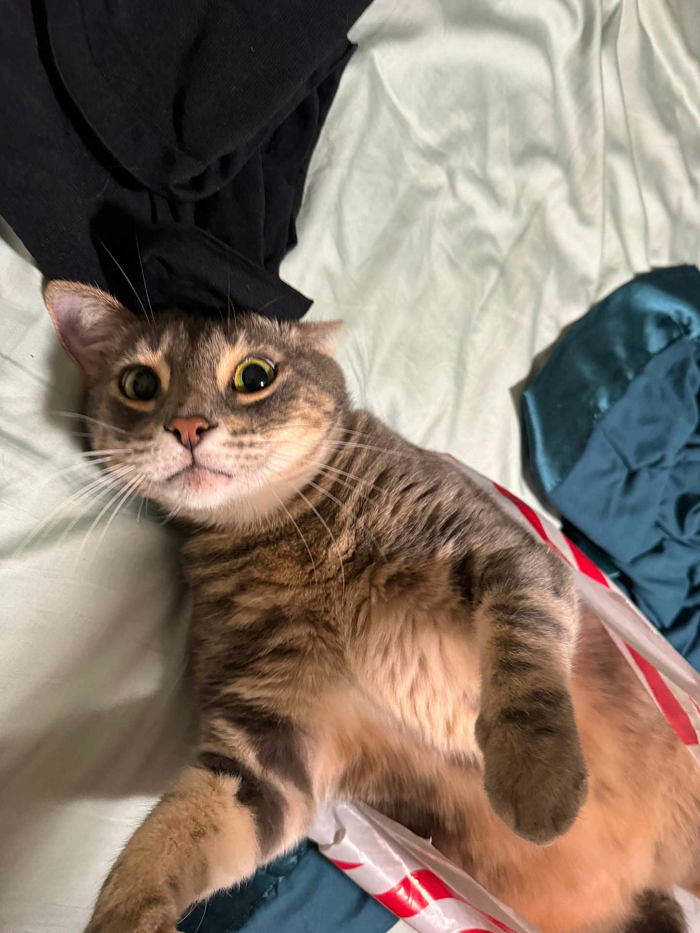 Luca is registered to the contest to win money with this photo: cat, tabby, pet, indoor, bed, fur, whiskers, wide_eyes, curious, playful, fabric, blanket, soft, close_up, animal, cute, resting, domestic, feline, relaxed