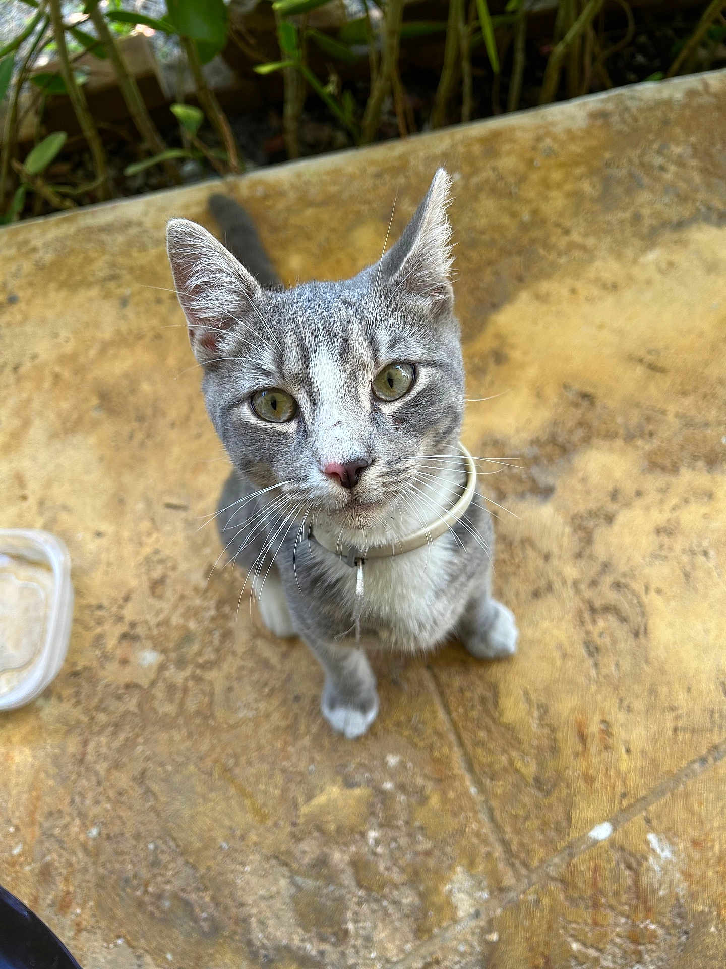 Tiger joined the competition — help win amazing prizes! cat, grey_cat, white_cat, pet, collar, outdoor, animal, feline, whiskers, curious, sitting, close_up, looking_up, texture, stone_surface, greenery, nature, young_cat, domestic_cat, cute