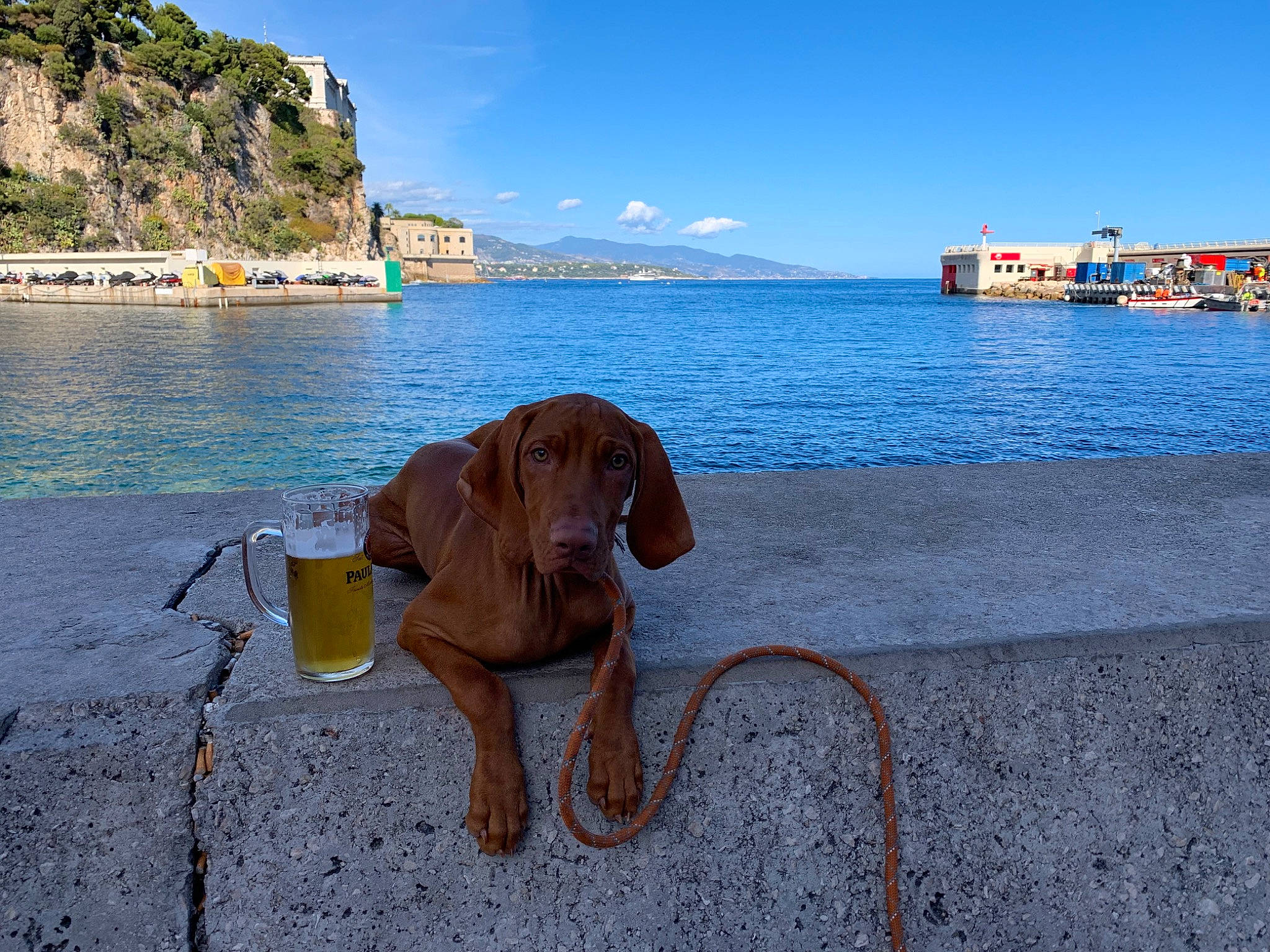 Phoenix Alias Pitch participe au concours pour gagner de l'argent avec cette photo : bay, beach, canidae, carnivore, coast, dog, dog_breed, mountain, ocean, sea, sky, snout, sporting_group, vacation, vizsla, water