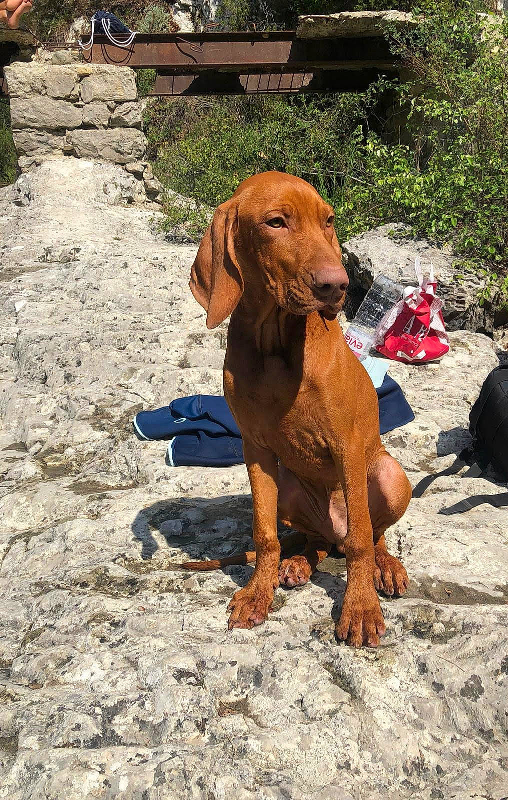 Phoenix Alias Pitch participe au concours pour gagner de l'argent avec cette photo : canidae, carnivore, coonhound, dog, dog_breed, hound, hunting_dog, mammal, rare_breed_dog, redbone_coonhound, sporting_group, vertebrate, vizsla