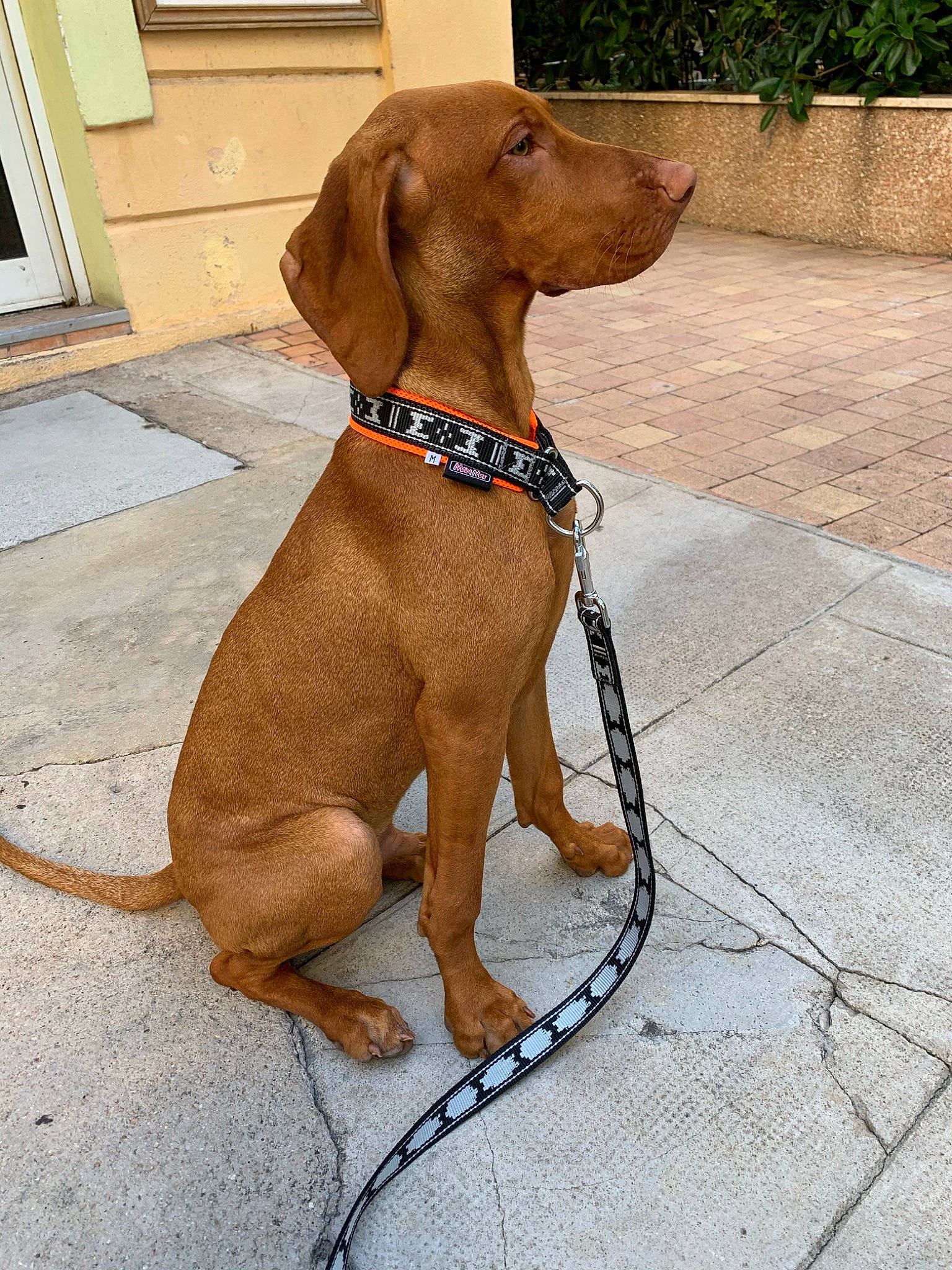 Phoenix Alias Pitch participe au concours pour gagner de l'argent avec cette photo : canidae, carnivore, collar, dog, dog_breed, dog_collar, fawn, hunting_dog, leash, liver, mammal, pointing_breed, rare_breed_dog, redbone_coonhound, sporting_group, vizsla, wirehaired_vizsla