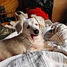 dog, puppy, golden_retriever, cream_fur, fluffy, lying_down, bed, blanket, bedroom, indoors, sleepy, yawning, tongue_out, black_nose, floppy_ears, pet, cute, cozy, portrait, warm_lighting