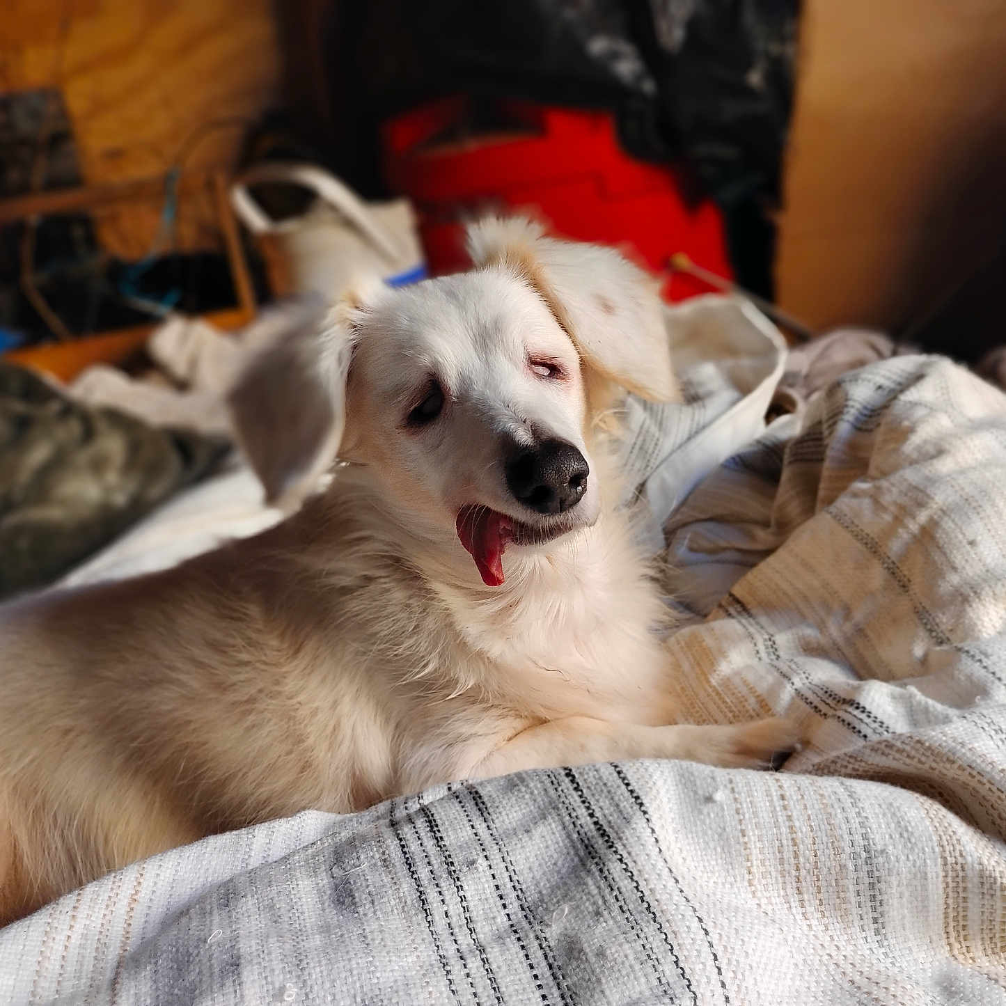 Molly joined the competition — help win amazing prizes! dog, puppy, golden_retriever, cream_fur, fluffy, lying_down, bed, blanket, bedroom, indoors, sleepy, yawning, tongue_out, black_nose, floppy_ears, pet, cute, cozy, portrait, warm_lighting