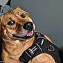 dog, pet, canine, harness, funfox, brown_fur, expression, wide_eyes, smile, portrait, indoor, closeup, animal, cute, looking_sideways, fur_texture, black_harness, domestic_animal, friendly, companion