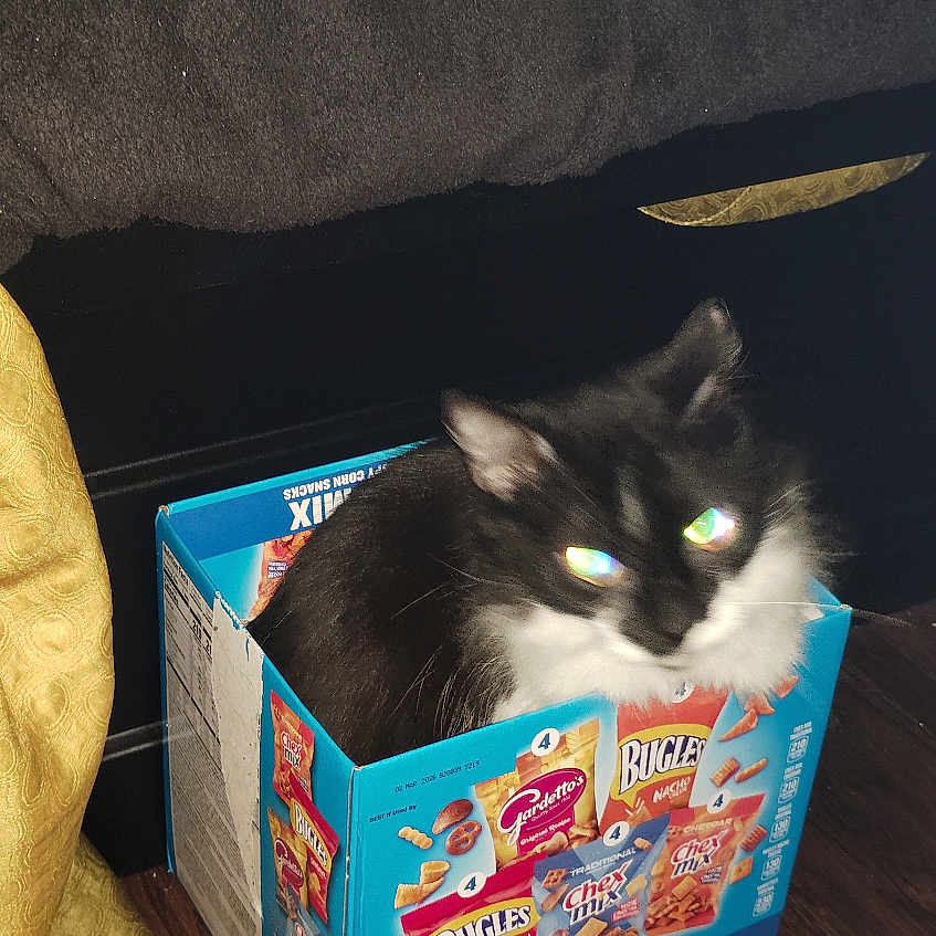 Scar Scar is registered to the contest to win money with this photo: black_and_white_cat, box, cat, container, cute, domestic_animal, feline, flash, food_packaging, happy, indoor, living_room, person, pet, playful, reflection, smile, snack_box, snacks, wooden_floor