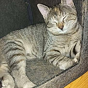 Minuce a rejoint le concours — aidez-le/la à gagner de superbes lots ! cat, tabby_cat, sleeping, resting, pet, feline, cozy, indoor, fur, whiskers, paw, bed, soft, cute, animal, domestic_animal, relaxation, peaceful, gray, striped
