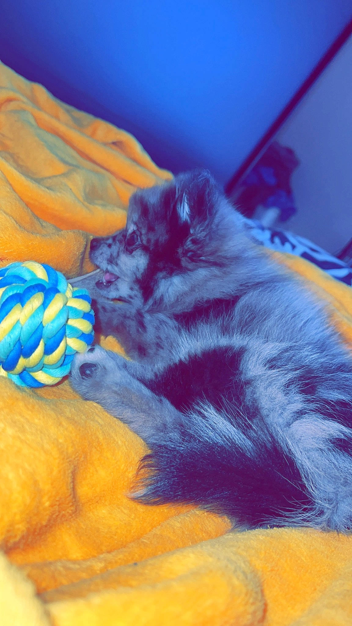 Zia participe au concours pour gagner de l'argent avec cette photo : canidae, carnivore, claw, companion_dog, dog, dog_breed, electric_blue, felidae, fur, guard_dog, paw, petal, puppy, small_to_medium_sized_cats, snout, spitz, sporting_group, tail, toy_dog, whiskers