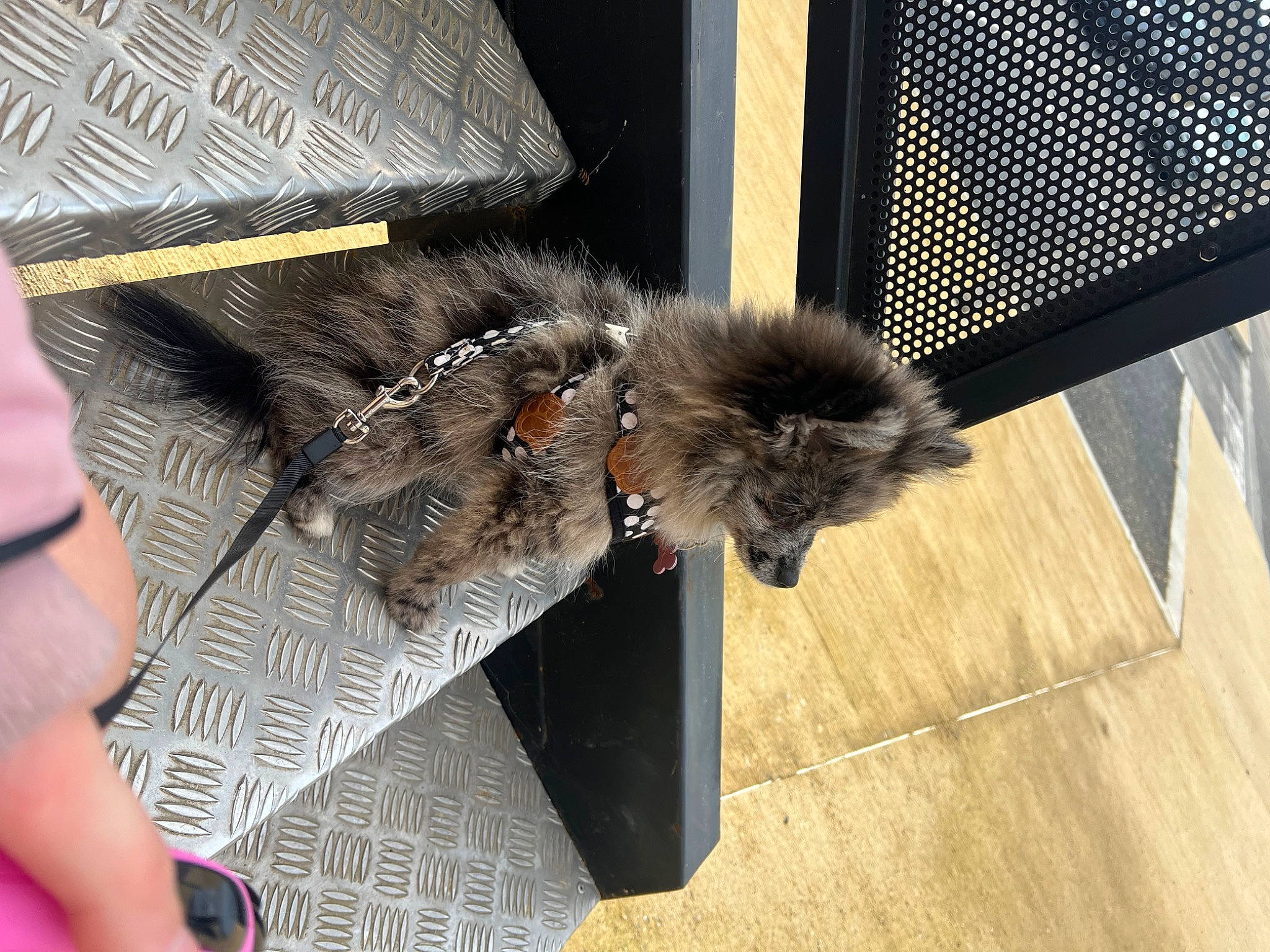 Zia participe au concours pour gagner de l'argent avec cette photo : claw, fashion_accessory, feather, flooring, fur, hardwood, metal, tail, terrestrial_animal, whiskers, wing, wood