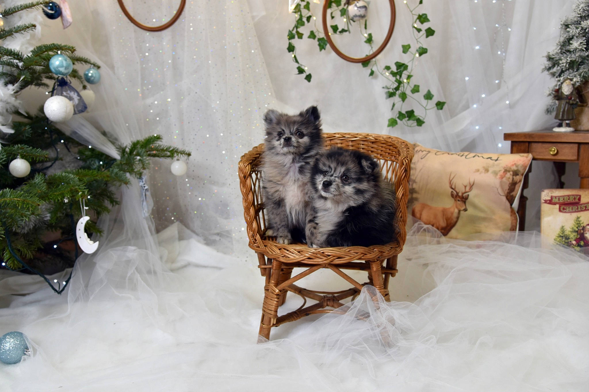 Zia participe au concours pour gagner de l'argent avec cette photo : carnivore, chair, christmas_ornament, comfort, couch, decoration, fawn, felidae, furniture, green, grey, hardwood, interior_design, living_room, ornament, plant, table, twig, white, wood