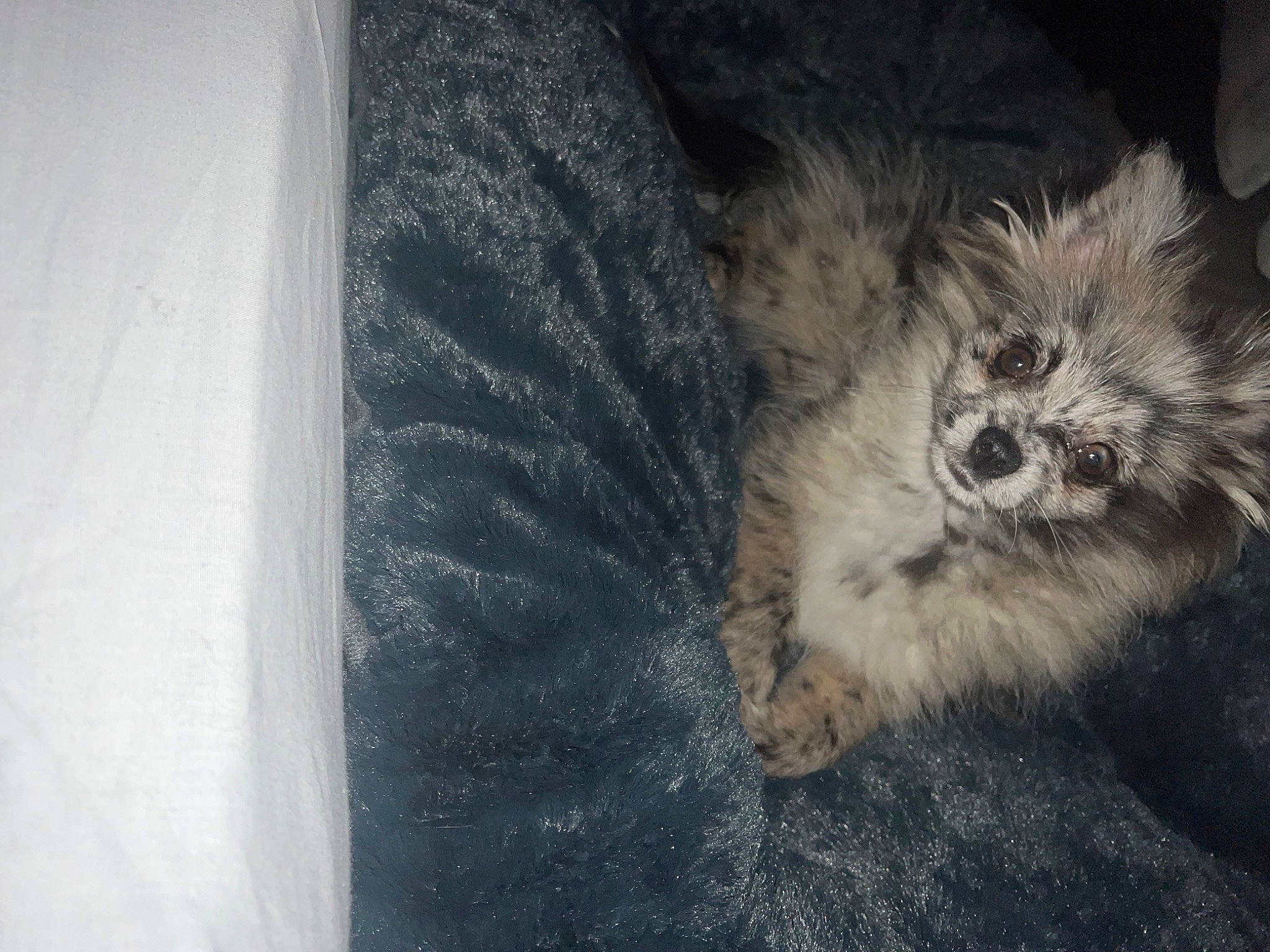 Zia participe au concours pour gagner de l'argent avec cette photo : asphalt, canidae, carnivore, cat, claw, companion_dog, dog_breed, fawn, felidae, fur, grey, human_body, paw, road_surface, small_to_medium_sized_cats, sporting_group, tail, terrestrial_animal, toy_dog, whiskers