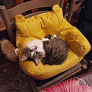 Sunny a rejoint le concours — aidez-le/la à gagner de superbes lots ! cat, chair, cozy, curious, cute, domestic, feline, fluffy, home, indoor, kitten, patterned_floor, pet, relaxed, resting, small_animal, tablecloth, upside_down, wooden_furniture, yellow_cushion