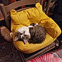 cat, chair, cozy, curious, cute, domestic, feline, fluffy, home, indoor, kitten, patterned_floor, pet, relaxed, resting, small_animal, tablecloth, upside_down, wooden_furniture, yellow_cushion