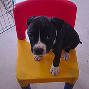Snorlax joined the competition — help win amazing prizes! puppy, dog, chair, indoor, floor, black_and_white, pet, cute, animal, small, playpen, curious, looking_up, colorful, young, paw, toy, home, legs, background
