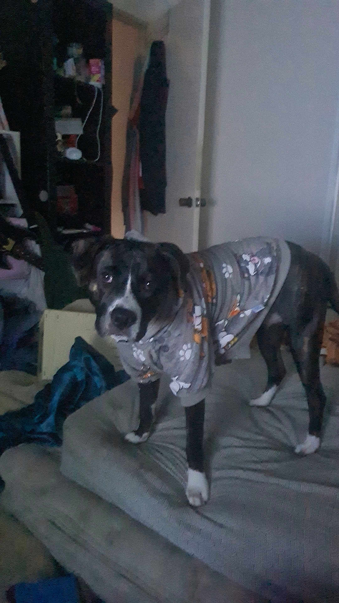 Snorlax is registered to the contest to win money with this photo: dog, pet, indoor, clothing, sweater, couch, furniture, animal, black_and_white, standing, looking, room, door, blanket, shelving, domestic, companion, cozy, curious, casual