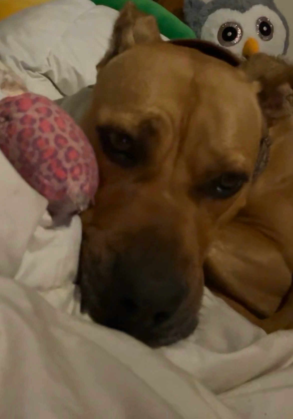 Spliff joined the competition — help win amazing prizes! dog, bed, blanket, toy, stuffed_animal, plush_owl, resting, cozy, indoor, brown_dog, close_up, sleepy, animal, pet, snuggling, fabric, soft, cute, relaxing, comfort