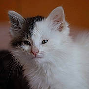 Guizmo Et Zebulon participe au concours pour gagner de l'argent avec cette photo : aegean_cat, asian_semi_longhair, british_semi_longhair, carnivoran, cat, cat_like_mammal, domestic_long_haired_cat, domestic_short_haired_cat, eye, fur, kitten, norwegian_forest_cat, ragamuffin, ragdoll, siberian, small_to_medium_sized_cats, snout, turkish_angora, turkish_van, whiskers