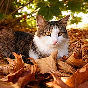 Zebulon participe au concours pour gagner de l'argent avec cette photo : cat, animal, autumn, leaves, outdoor, nature, sunlight, fall, feline, pet, brown, white, green, tree, relaxing, closeup, leaf_litter, wildlife, mammal, garden