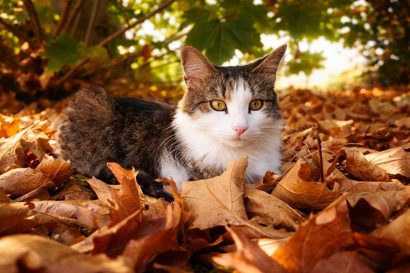 Zebulon participe au concours pour gagner de l'argent avec cette photo : cat, animal, autumn, leaves, outdoor, nature, sunlight, fall, feline, pet, brown, white, green, tree, relaxing, closeup, leaf_litter, wildlife, mammal, garden