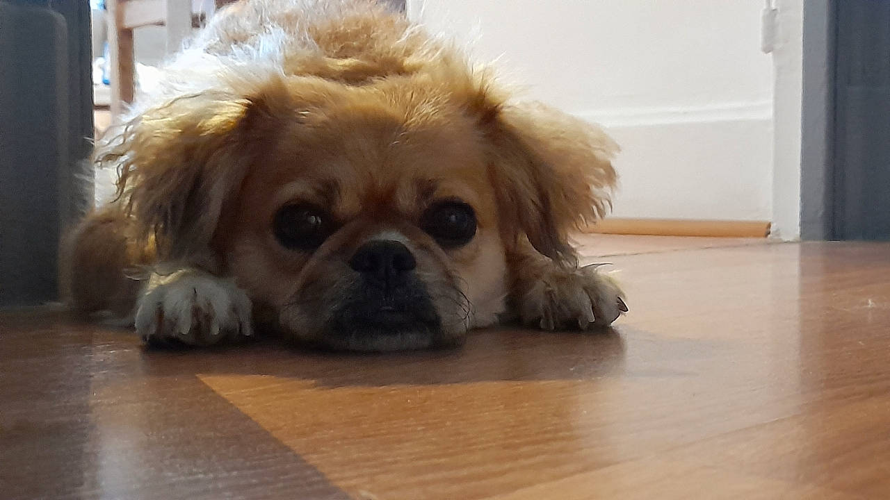 Ebba participe au concours pour gagner de l'argent avec cette photo : carnivore, companion_dog, dog, dog_breed, eye, fawn, flooring, fur, hair, hardwood, head, liver, pekingese, snout, sporting_group, terrestrial_animal, toy_dog, whiskers, wood, working_animal