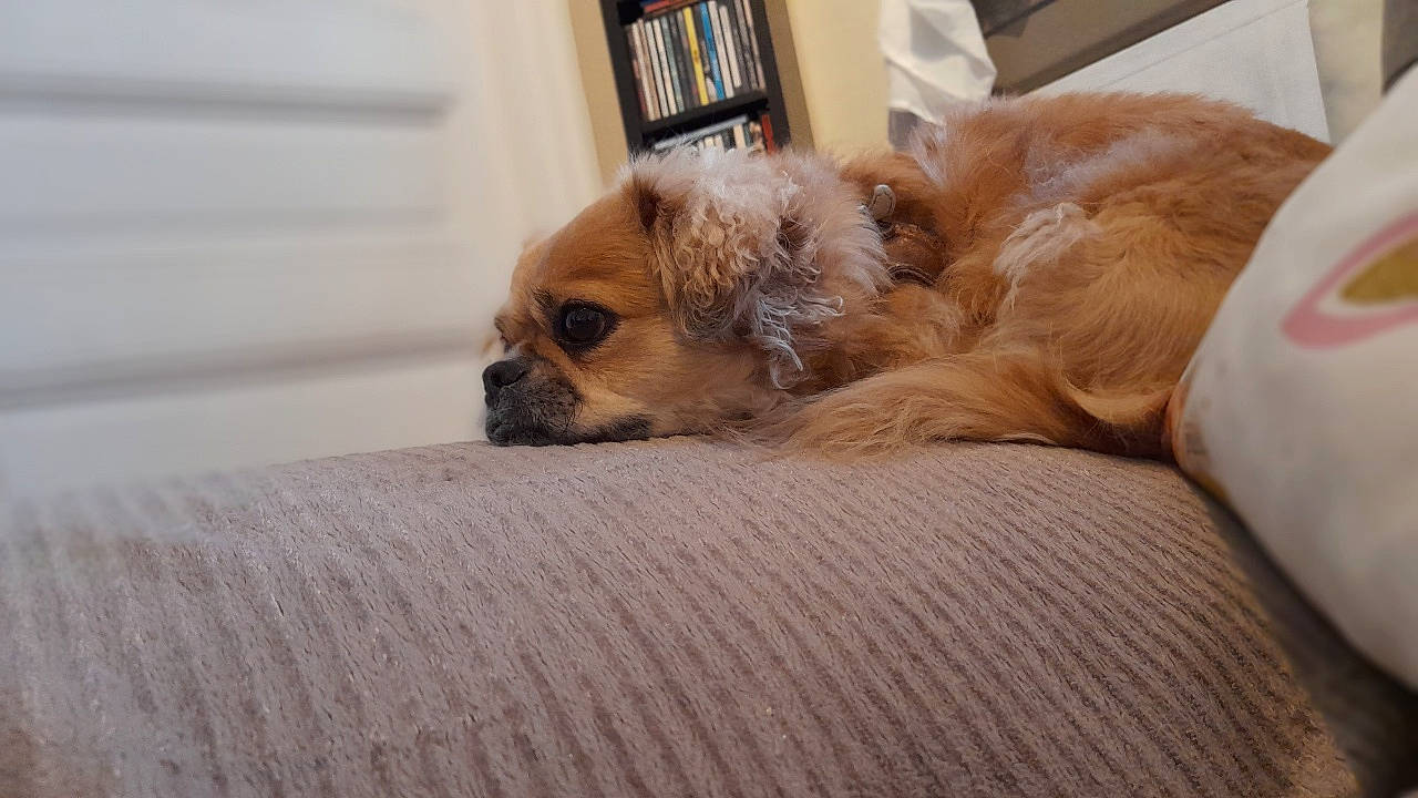 Ebba a rejoint le concours — aidez-le/la à gagner de superbes lots ! canidae, carnivore, comfort, companion_dog, dog, dog_breed, dog_supply, fawn, flooring, fur, liver, picture_frame, room, snout, sporting_group, terrestrial_animal, toy_dog, whiskers, wood, working_animal