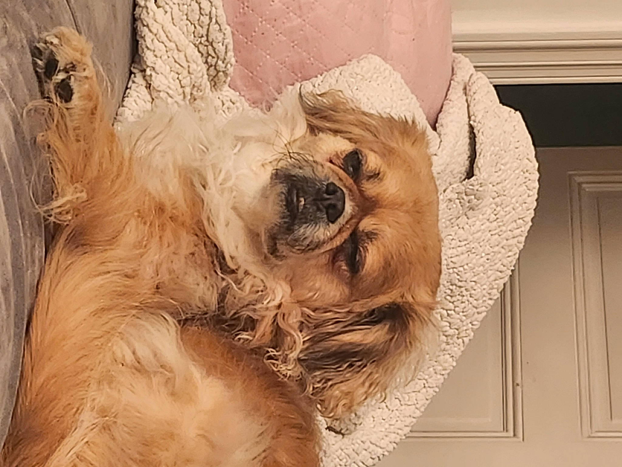 Ebba a rejoint le concours — aidez-le/la à gagner de superbes lots ! art, carnivore, companion_dog, dog, dog_breed, door, fawn, feather, fur, hardwood, liver, sculpture, snout, sporting_group, toy_dog, visual_arts, whiskers, wood, working_animal, wrinkle