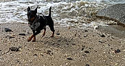 Rebelle a rejoint le concours — aidez-le/la à gagner de superbes lots ! dog, beach, ocean, seashore, waves, shoreline, sand, shells, pebbles, rocks, coast, outdoors, sky, clouds, water, small_dog, black_and_tan, collar, leash, sunny