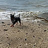dog, beach, ocean, seashore, waves, shoreline, sand, shells, pebbles, rocks, coast, outdoors, sky, clouds, water, small_dog, black_and_tan, collar, leash, sunny
