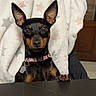 dog, small_dog, black_and_tan, portrait, indoors, sitting, standing_ears, collar, dog_tag, paw, table, blanket, star_pattern, furniture, wooden_background, focused, front_view, pet, cute, photography