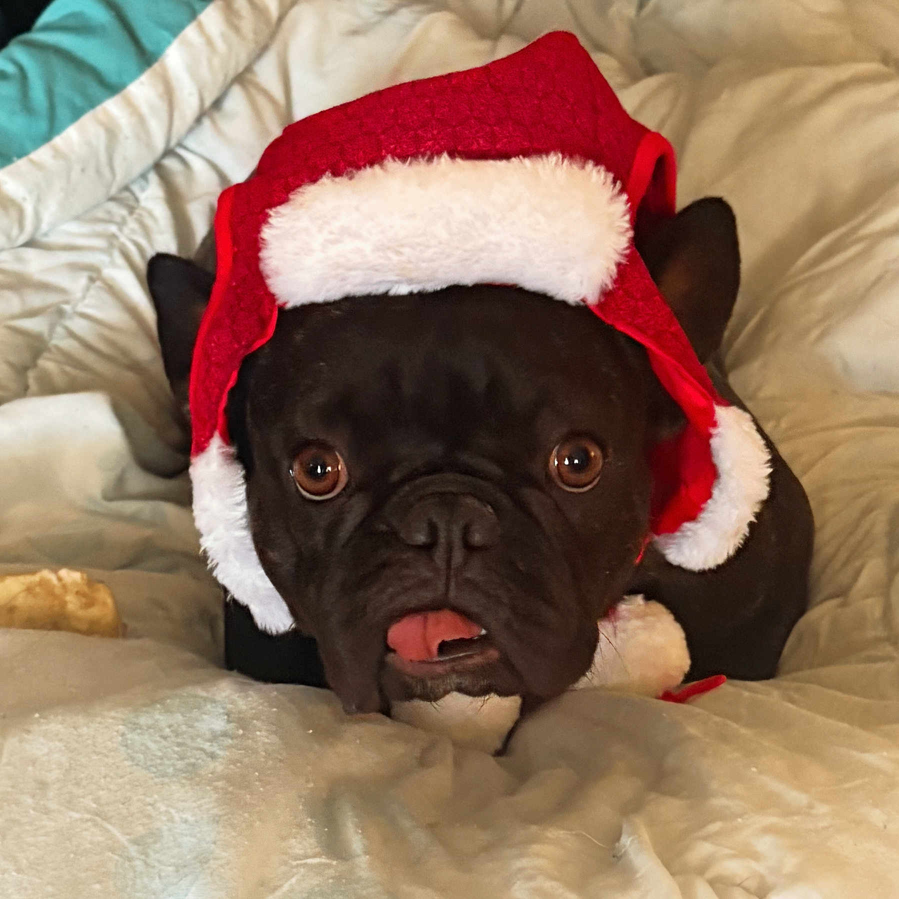 Serena joined the competition — help win amazing prizes! animal, bed, black_dog, blanket, christmas, cozy, cute, dog, ears, expression, face, festive, french_bulldog, fur, holiday, indoors, lying_down, pet, santa_hat, tongue_out