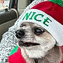 dog, small_dog, chihuahua, pet, clothing, hat, sweater, festive, red, green, hand, car_interior, window, seat, person, cute, animal, canine, winter_wear, close_up