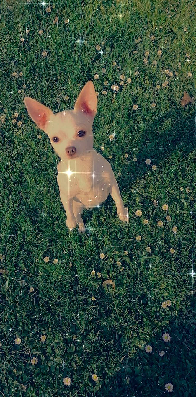 Perle a rejoint le concours — aidez-le/la à gagner de superbes lots ! canidae, carnivore, companion_dog, dog, dog_breed, fawn, grass, grassland, pattern, plant, shadow, snout, soil, sporting_group, tail, terrestrial_animal, tints_and_shades, toy_dog, whiskers, wildlife