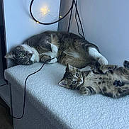 Nala Et Unna a rejoint le concours — aidez-le/la à gagner de superbes lots ! animal, belly, cable, cat_tree, cats, fairy_lights, furry, fuzzy_surface, gray_cat, green_eyes, indoor, kitten, lying_down, paws, pet, playful, relaxed, spotted_cat, tabby_cat, whiskers